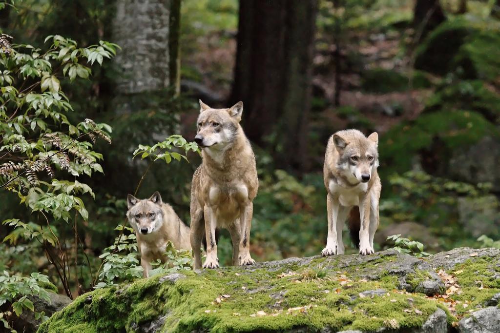 Ferienwohnung Im Landhaus Am Nationalpark Ludwigsthal Eksteriør bilde